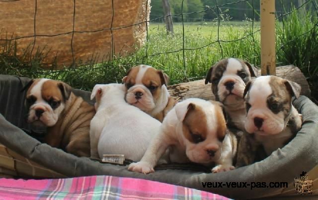 2 chiots de race bulldog anglais