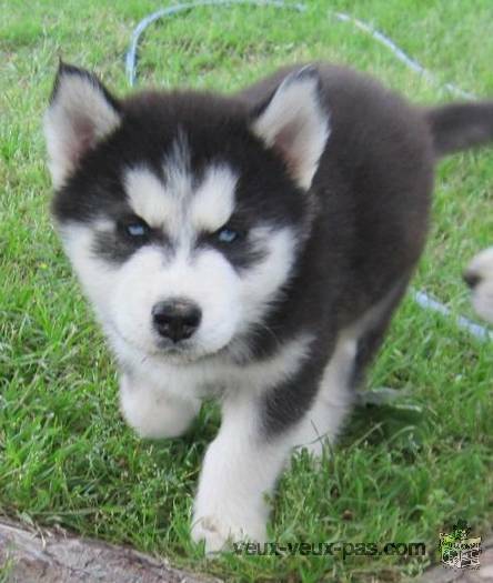 Adorables et joyeux chiots type husky de siberien non lof