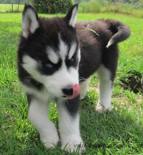 Adorables et joyeux chiots type husky de siberien non lof