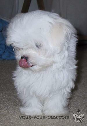 chiot bichon maltais femelle