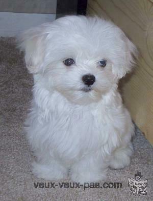 chiot bichon maltais femelle