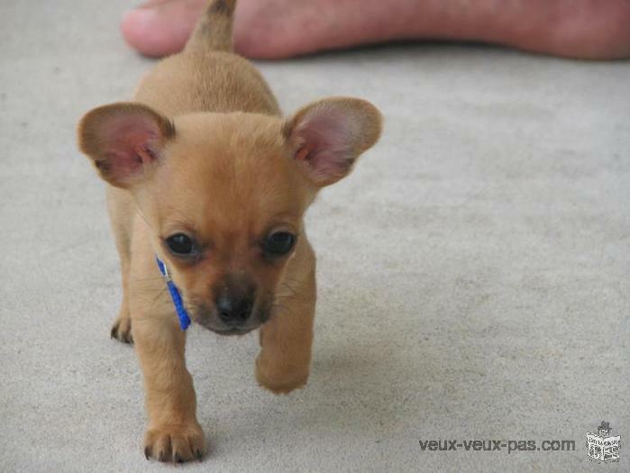 adorable chiot chihuahua couleur fauve