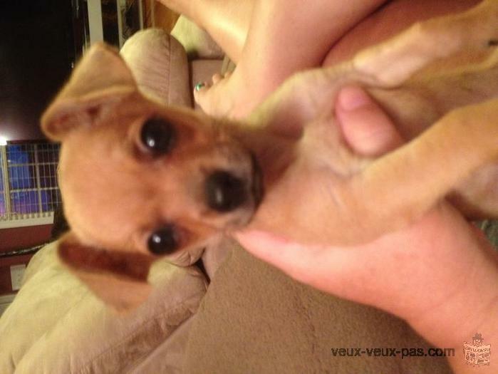 adorable chiot chihuahua couleur fauve