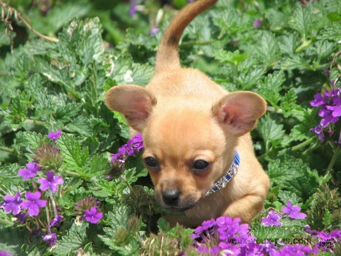 adorable chiot chihuahua couleur fauve