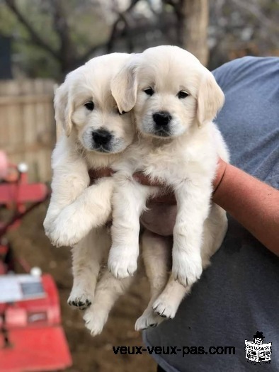 Chiots Golden retriever