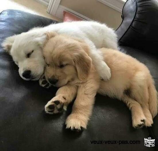 Magnifique chiots golden retriever femelle et male