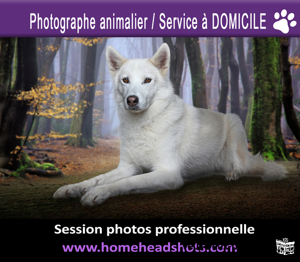 Photographe animalier pour chiens