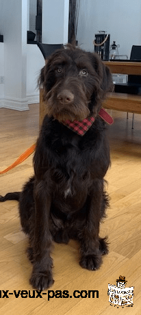 Beau grand chien de race Labradoodle,