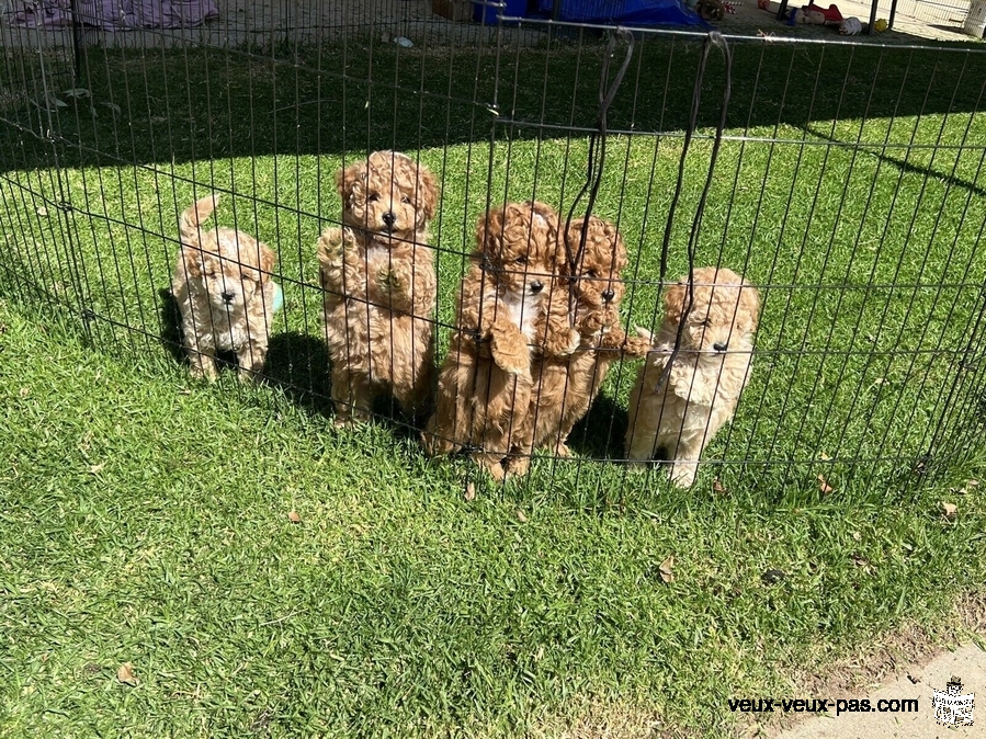 Chiots très adorables caniche Toy