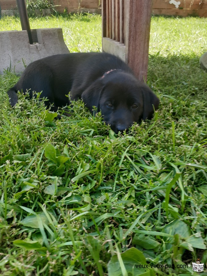 Chiot Labrador