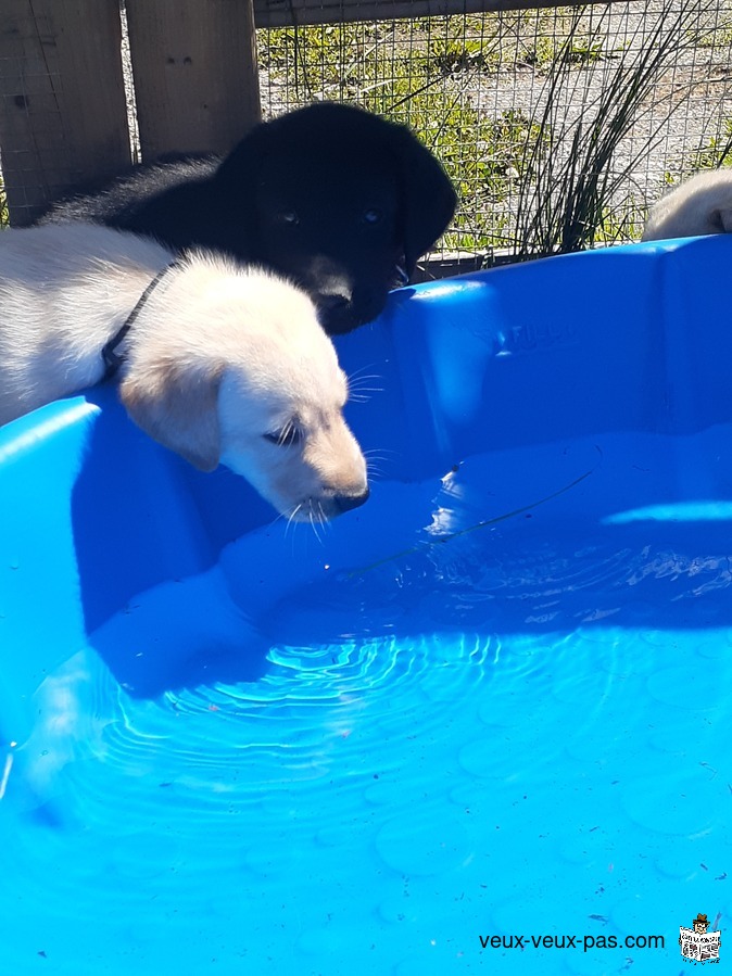 Chiot Labrador