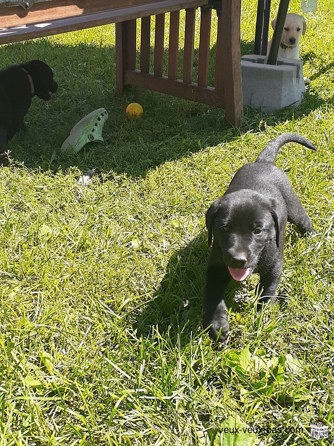 Chiot Labrador