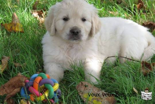 Chiot Golden Retriever