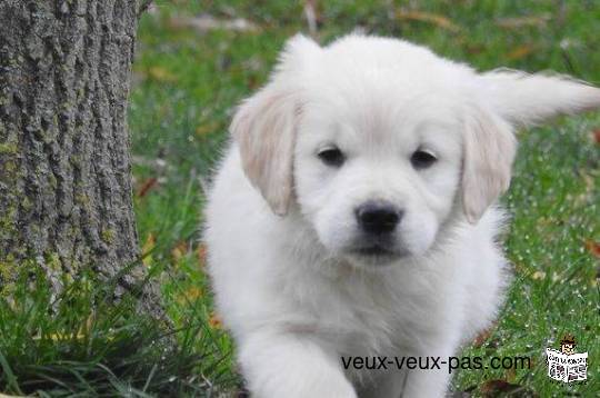 Chiot Golden Retriever