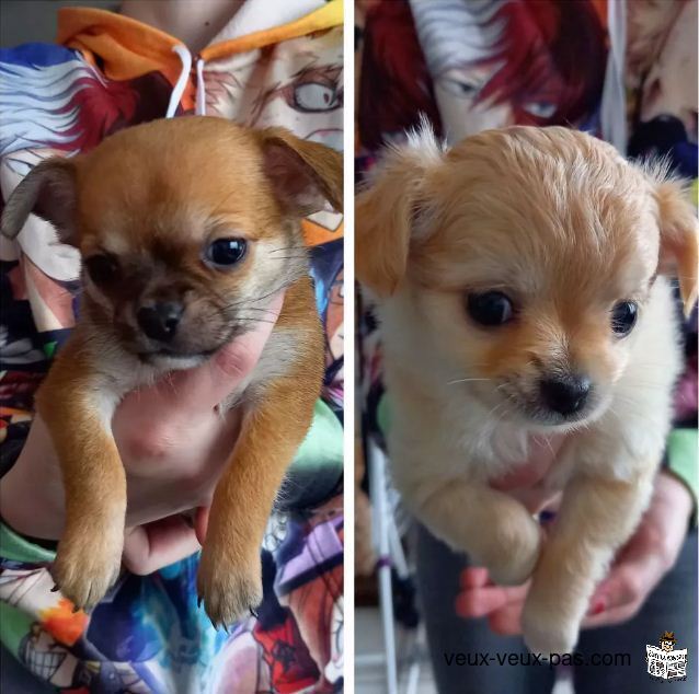 1 femelle crème et 1 mâle fauve de type chihuahua de 3 mois