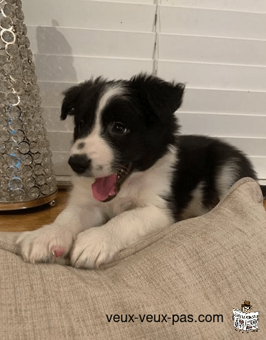 Chiots border collie pure race