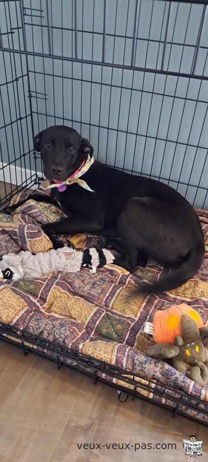 Labrador femelle 1 ans 2 mois environ