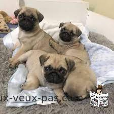 Chiots carlin disponibles