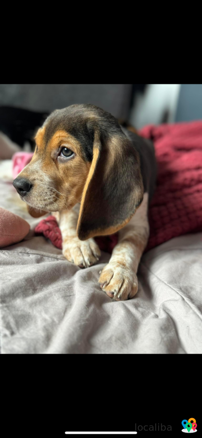 chiot beagle