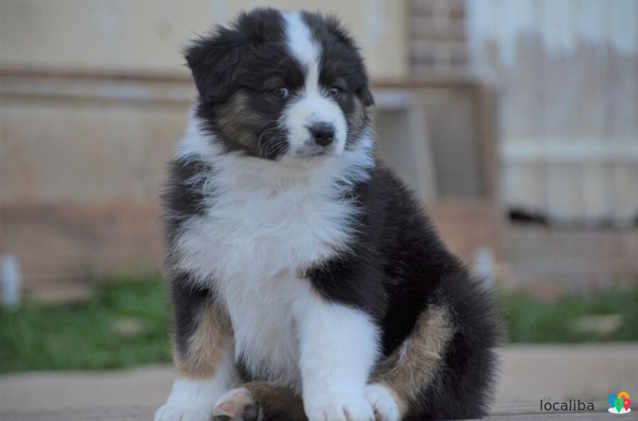 chiot berger australiens a donner