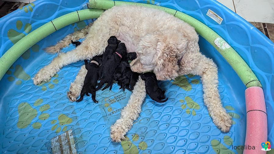 Chiots Goldendoodle F1BB Golden doodle