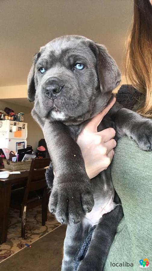 Energetic Cane Corso Puppies