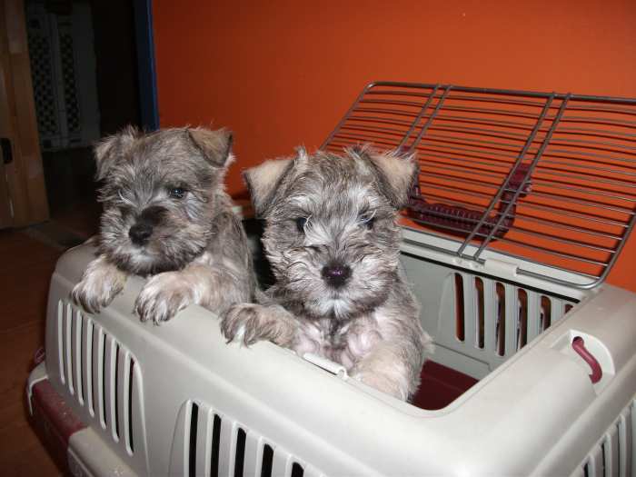 Chiots Schnauzer Nain Sel & Poivre Pure Race / Pure Breed Salt & Pepper Mini Schnauzer Pups