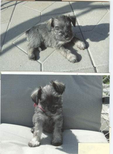 Chiots Schnauzer Nain Sel & Poivre Pure Race / Pure Breed Salt & Pepper Mini Schnauzer Pups