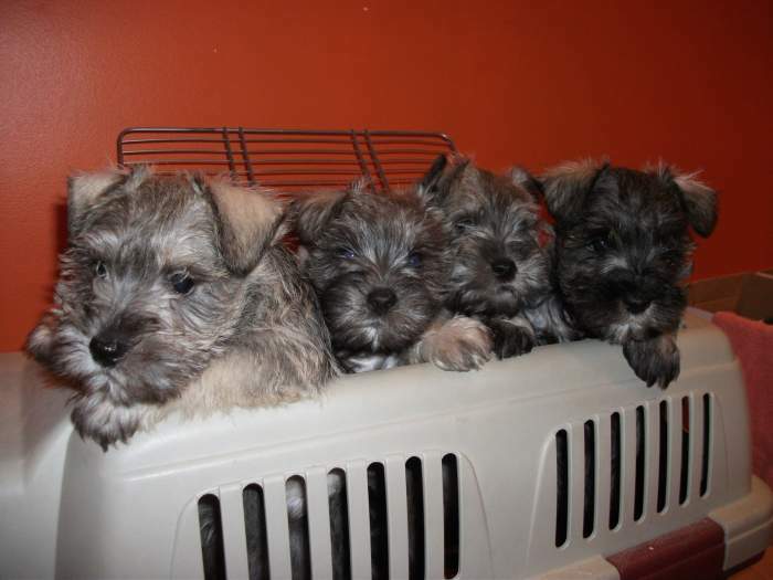 S & P Mini Schnauzer Puppies