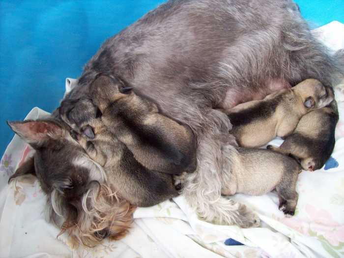 Chiots Schnauzer Nain Sel & Poivre Pure Race / Pure Breed Salt & Pepper Mini Schnauzer Pups