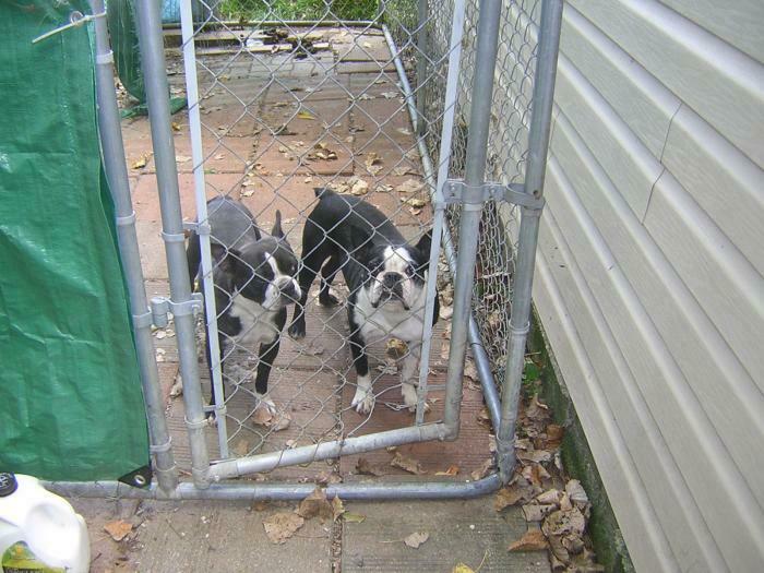 Chiots Bostons terriers à vendre