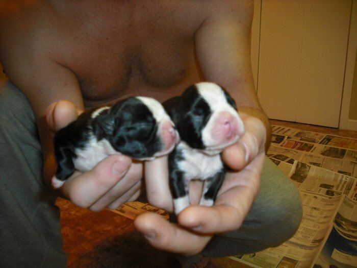 Chiots Bostons terriers à vendre