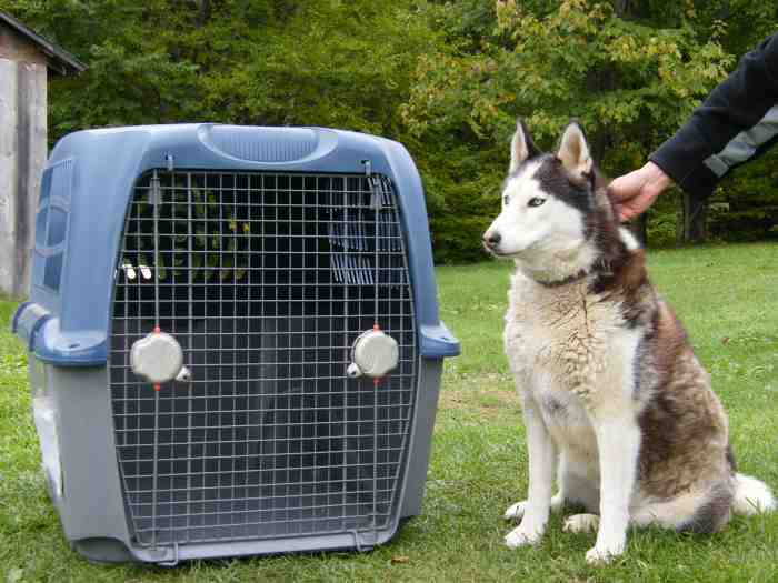 caisse de transport pour chien