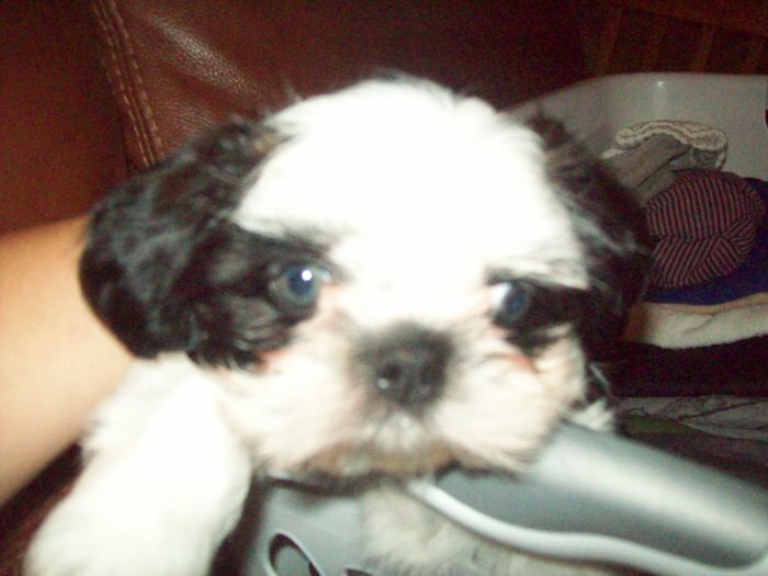 Shih Tzu mâle à vendre