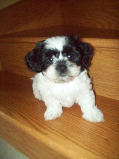 Shih Tzu mâle à vendre