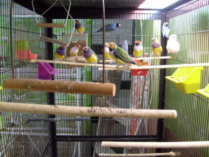 1000 oiseaux exotiques pinsons et canaries