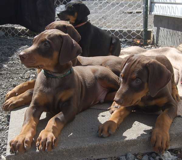 DOBERMAN KING CHIOT "GIANT "