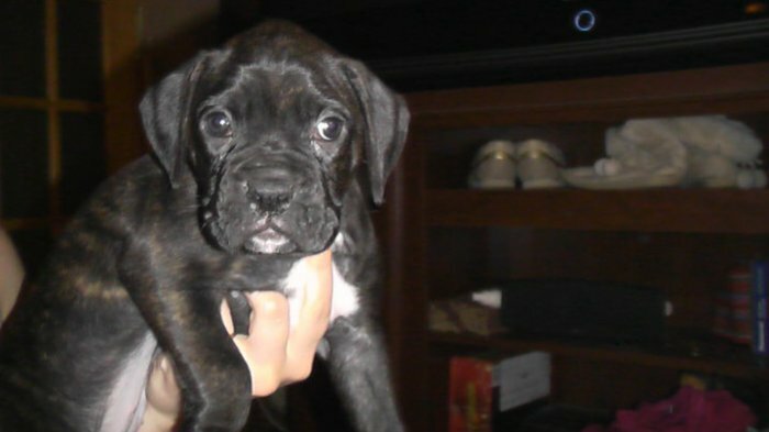 chiot boxer