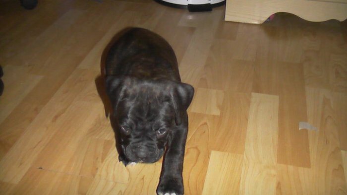 chiot boxer