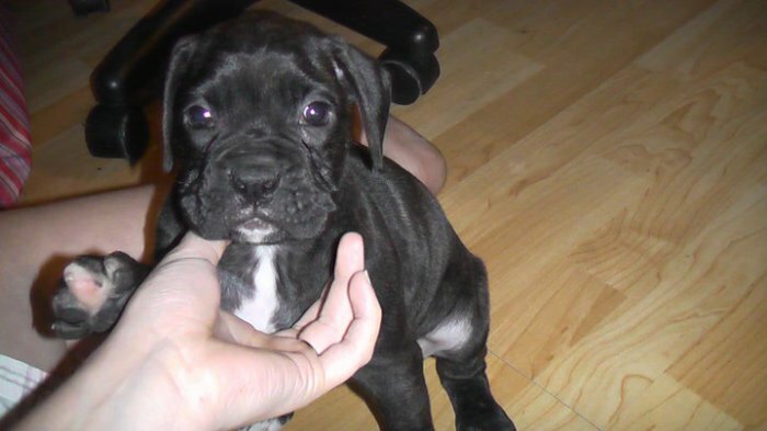 chiot boxer