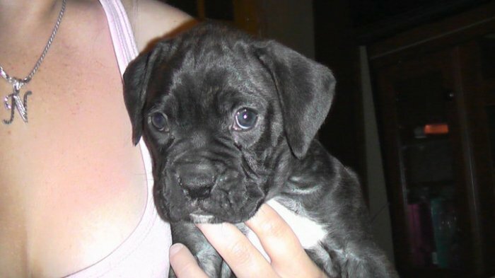 chiot boxer