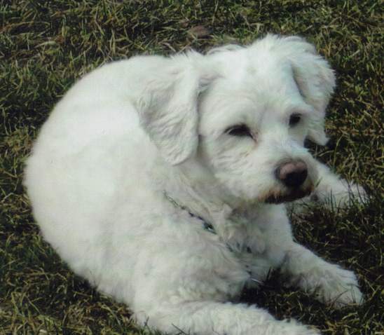 Chien perdu bichon frisé blanc