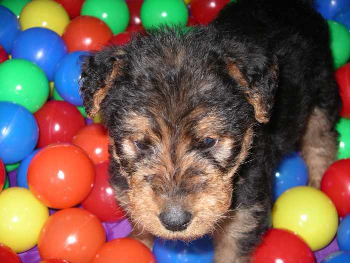 Chiots Airedale