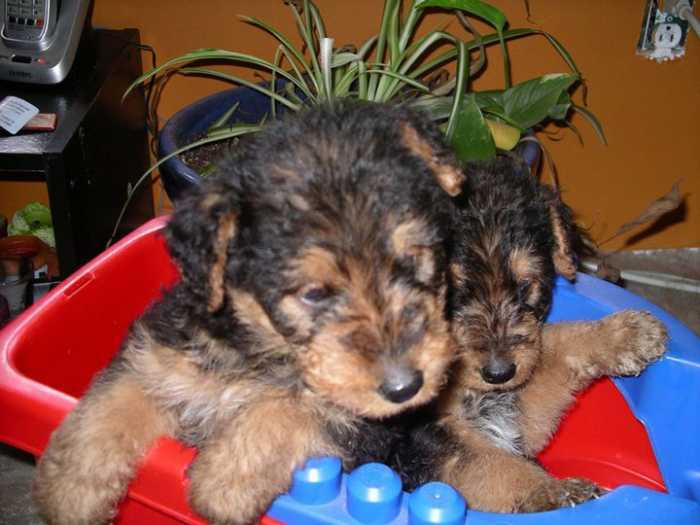 Chiots Airedale