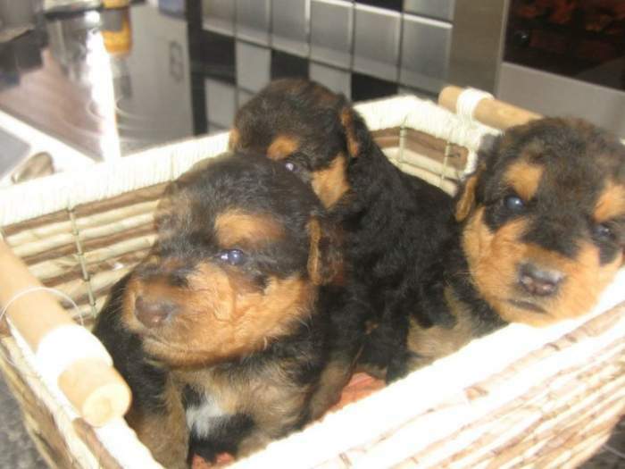 Chiots Airedale