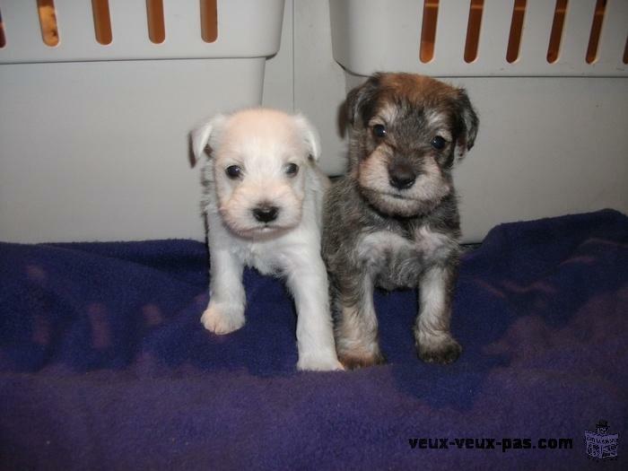 CHIOTS SCHNAUZER PURE RACE NAIN BLANCS / MINI WHITE PURE BREED MINI SCHNAUZER PUPS