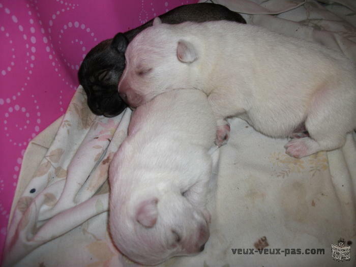 MINI PURE BREED SCHNAUZER PUPS