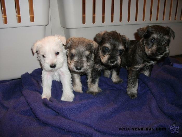 CHIOTS SCHNAUZER PURE RACE NAIN BLANCS / MINI WHITE PURE BREED MINI SCHNAUZER PUPS