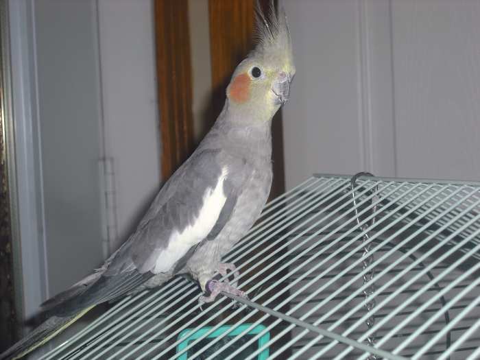 Femelle Cockatiel à vendre