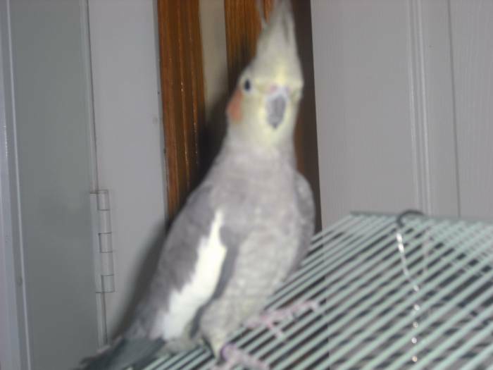 Femelle Cockatiel à vendre